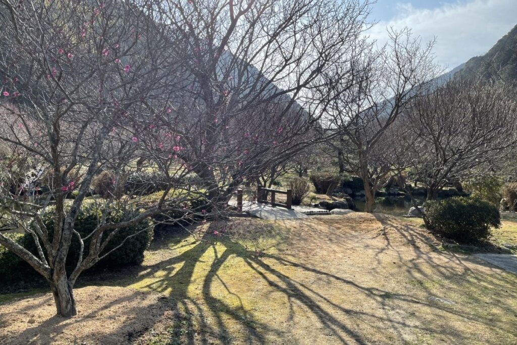 萩往還梅林園1