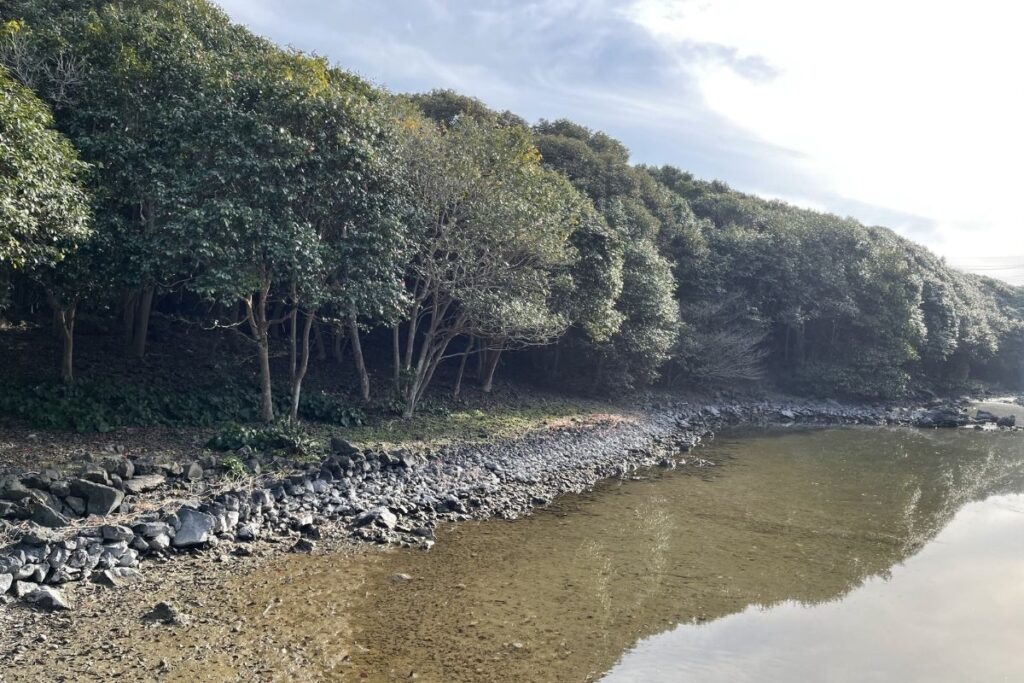 笠山椿群生林2
