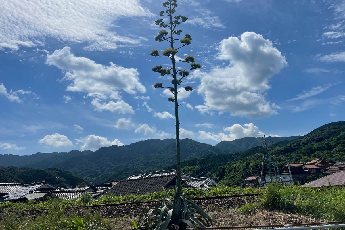 リュウゼツランの状況(7月23日)1