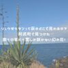 リュウゼツランって萩のどこで見れるの？阿武町で見つけた数10年に1度しか咲かない幻の花！ アイキャッチ