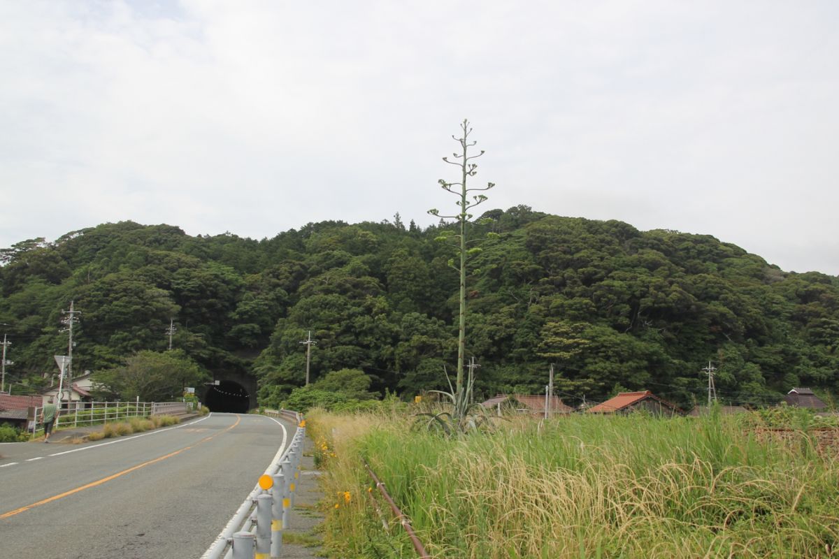 数10年に1度しか咲かないリュウゼツランが萩市のお隣阿武町で開花！